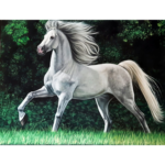 sep_Indomável – 60x80cm